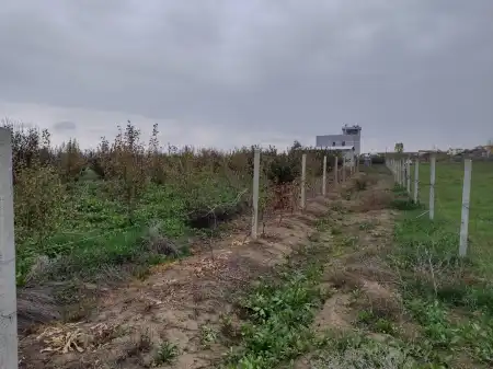 Animal shelter in Albania