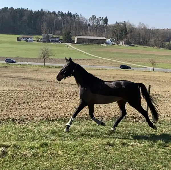 GirlPower & PferdeStärke