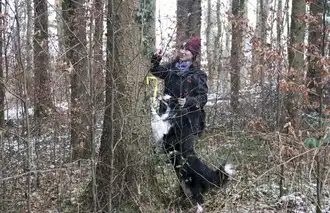 Borkenkäfer-Spürhunde