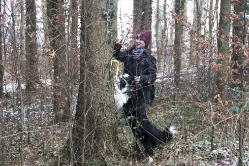 Borkenkäfer-Spürhunde