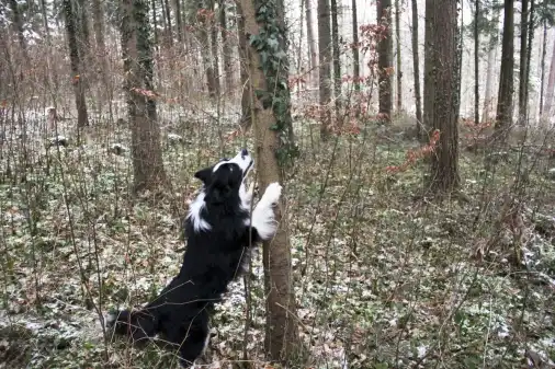 Borkenkäfer-Spürhunde