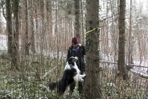 Borkenkäfer-Spürhunde